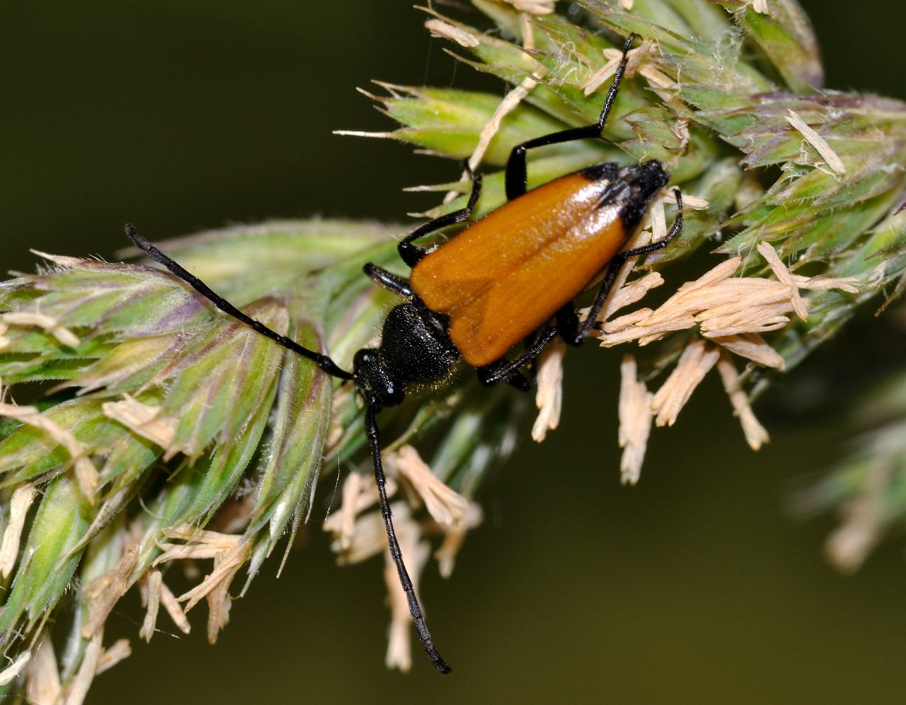 Paracorymbia fulva